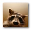 Supersonic Raccoon